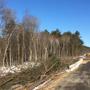 Southbound tree clearing, facing North - 04/18