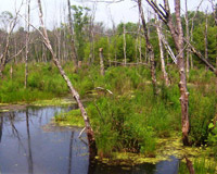 Wetland Mitigation Site #31: Pelham Road