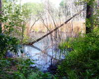 Wetland Mitigation Site #30: Cluff Crossing