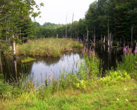 Wetland Mitigation Site #16: Sybiak Property