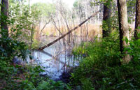 Cluff Crossing Wetlands