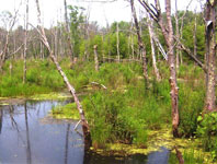 Pelham Road Wetlands